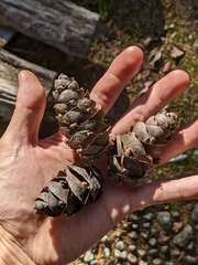 Pseudotsuga wilsoniana