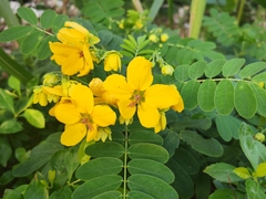 Senna surattensis