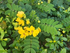 Senna surattensis