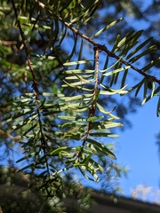 Pseudotsuga wilsoniana
