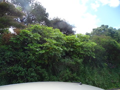 Fatsia japonica