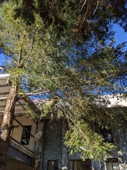 Pseudotsuga wilsoniana