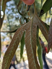 Pyrrosia polydactylos