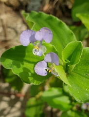 Commelina benghalensis