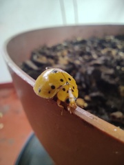 Harmonia vigintiduomaculata