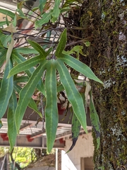 Pyrrosia polydactylos