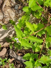 Commelina benghalensis