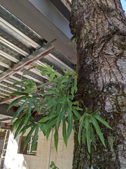 Pyrrosia polydactylos