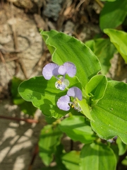 Commelina benghalensis