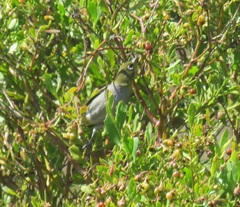 Zosterops virens capensis