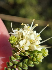 Macrostylis crassifolia
