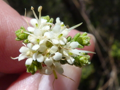 Macrostylis crassifolia