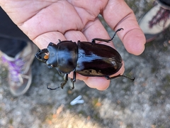 Neolucanus maximus vendli