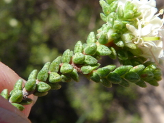 Macrostylis crassifolia