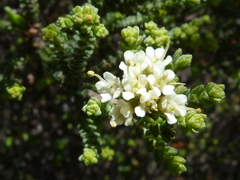 Macrostylis crassifolia