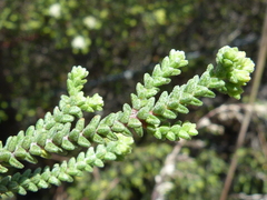 Macrostylis crassifolia
