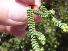 Macrostylis crassifolia