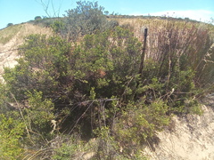 Macrostylis crassifolia