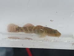 Rhinogobius brunneus
