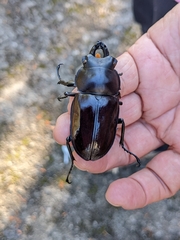 Neolucanus maximus vendli