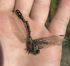 Ophiogomphus cecilia