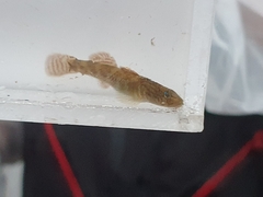 Rhinogobius brunneus