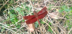 Neurothemis terminata