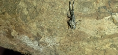 Uloboridae