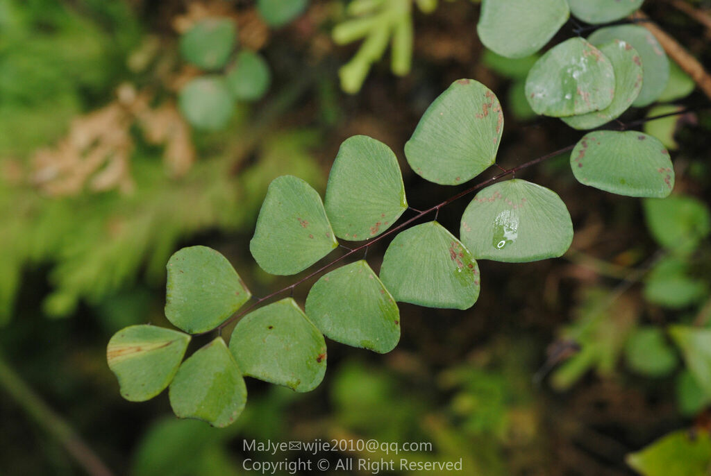 Adiantum chienii