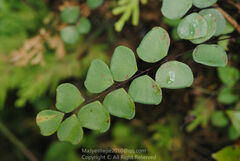 Adiantum chienii