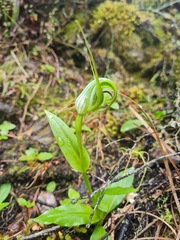 Pterostylis oliveri
