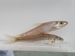 Squalidus gracilis majimae
