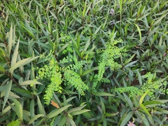 Phyllanthus tenellus