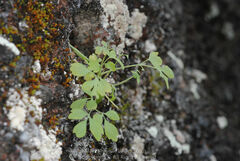 Semiaquilegia