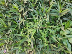 Phyllanthus tenellus