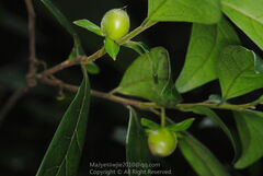 Diospyros danxiaensis