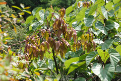 Firmiana danxiaensis