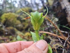 Pterostylis oliveri