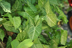 Syngonium podophyllum