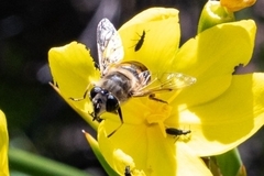 Eristalini