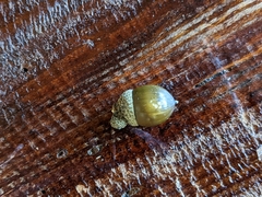 Lithocarpus brevicaudatus