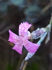 Dianthus lusitanus