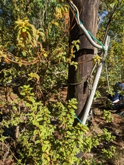 Rhododendron oldhamii