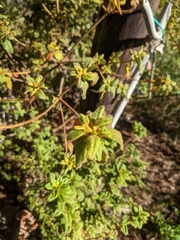 Rhododendron oldhamii