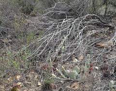 Pteronia membranacea