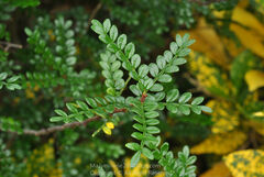 Zanthoxylum beecheyanum