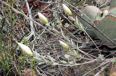 Pteronia membranacea
