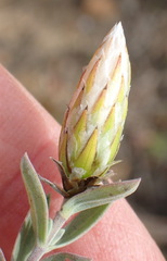 Pteronia membranacea