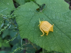 Thladiantha nudiflora