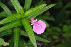 Impatiens chinensis